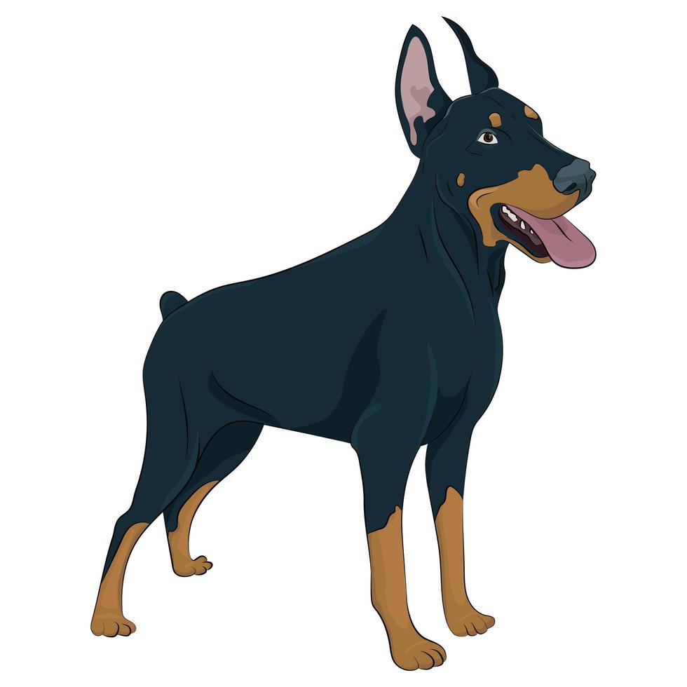 dobermann de pie y jadeando con la lengua afuera. vector