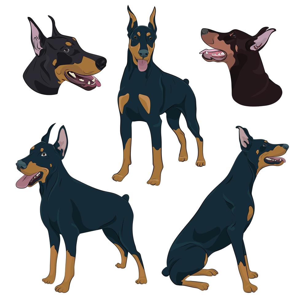 dobermann en diferentes poses. ilustración dibujada a mano del perro guardián. vector