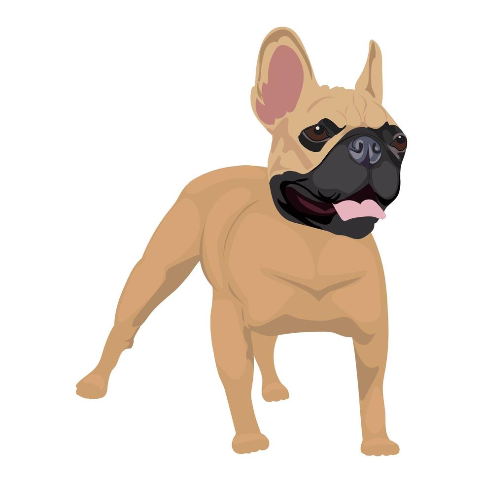 French bulldog standing isolated on white background. vector
