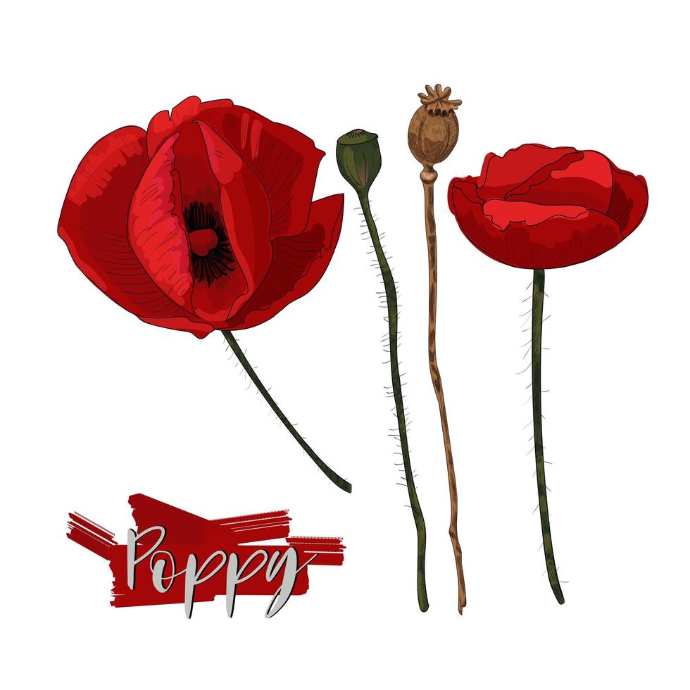 Red poppy flowers and seed heads isolated on white background. vector