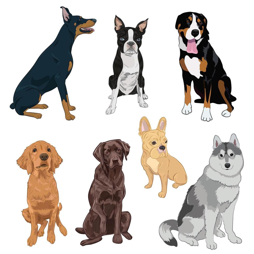 Sitting dogs collection isolated on white background. vector