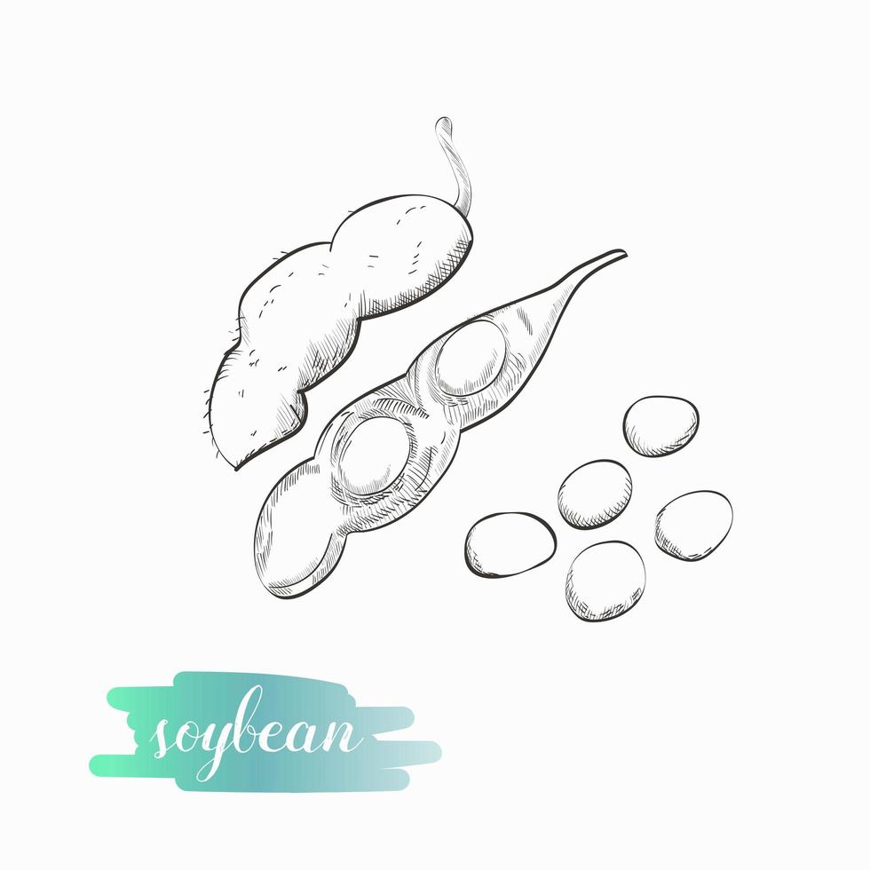 Soybean pod sketch vector illustration.