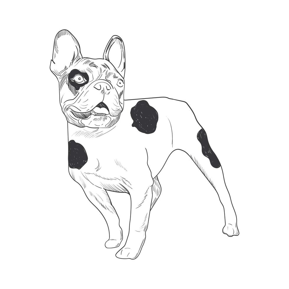 French bulldog hand drawn sketch isolated on white background. vector