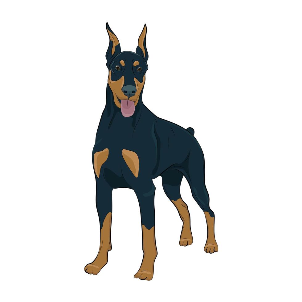 Doberman Pinscher standing isolated on white background. vector