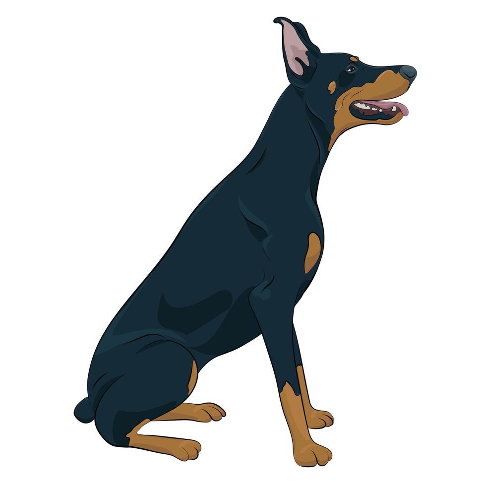 dobermann sentado y jadeando con la lengua afuera. vector