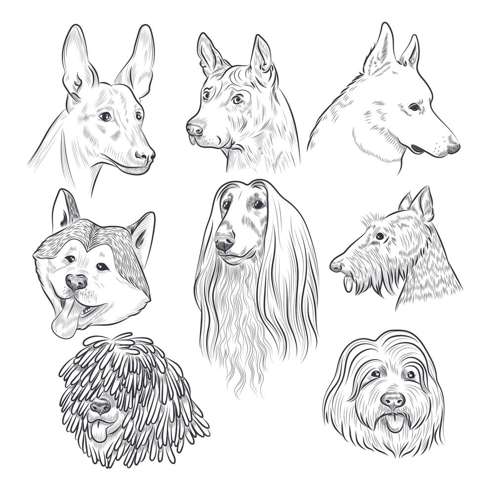 boceto de cabeza de perro de pura raza. razas caninas raras. vector