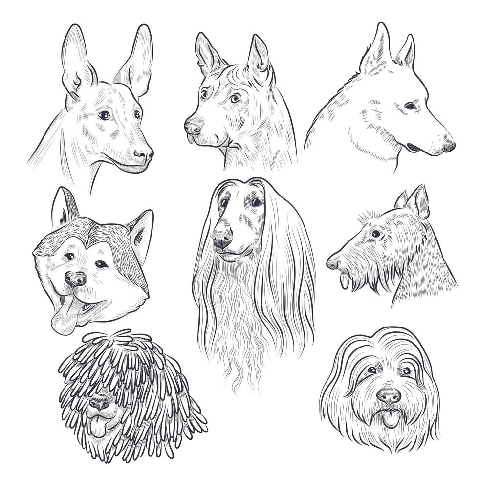Purebred dog head sketch. Rare canine breeds. vector