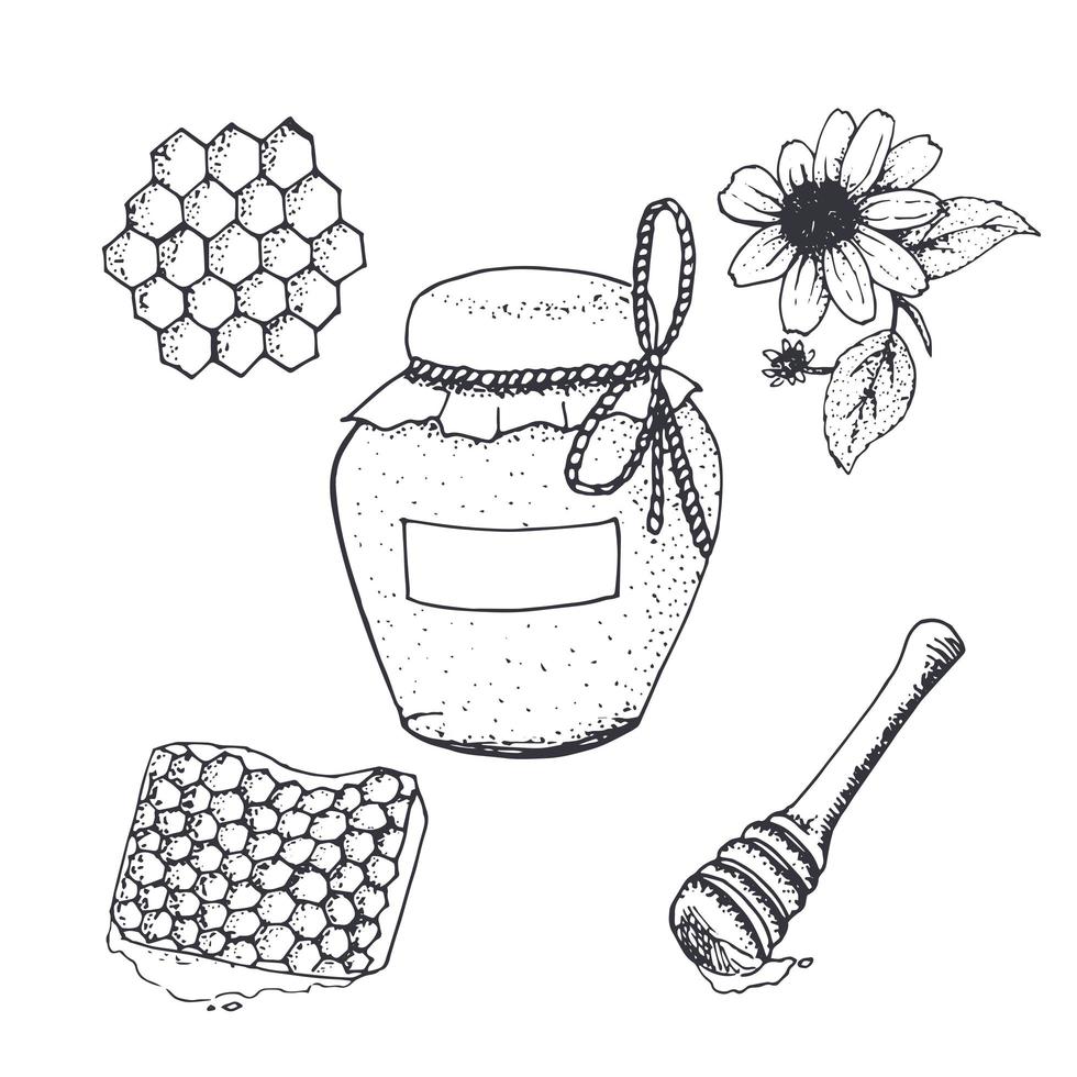 Honey in jar and honeycombs sketches. vector
