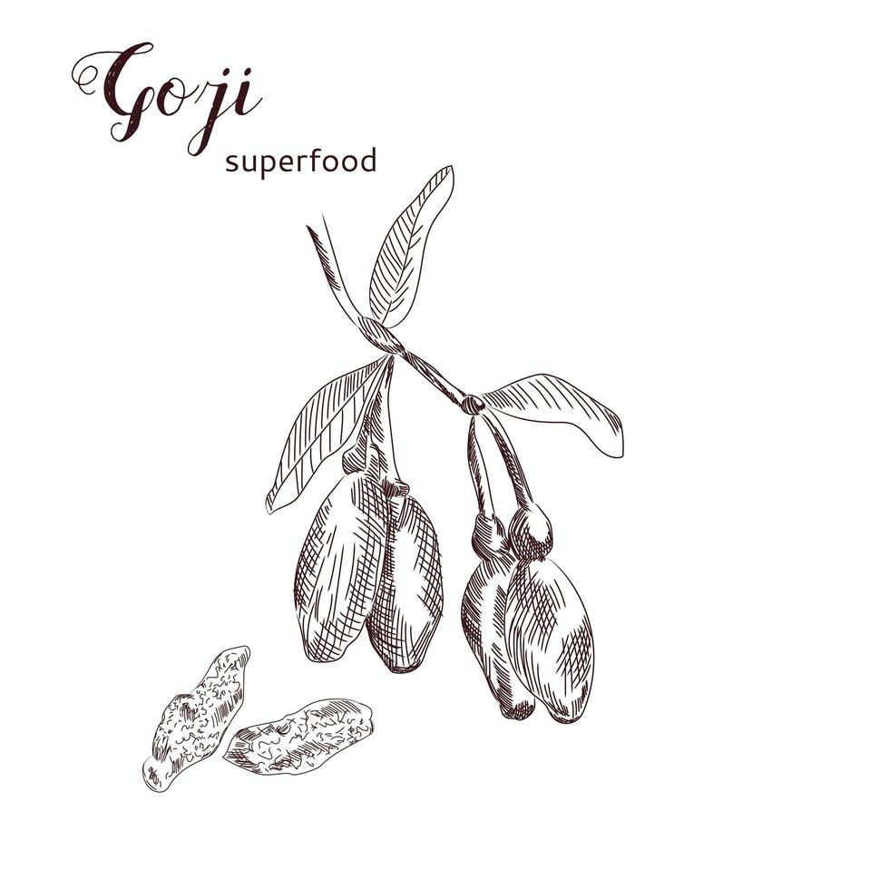 Goji berries hand drawn illustration. vector