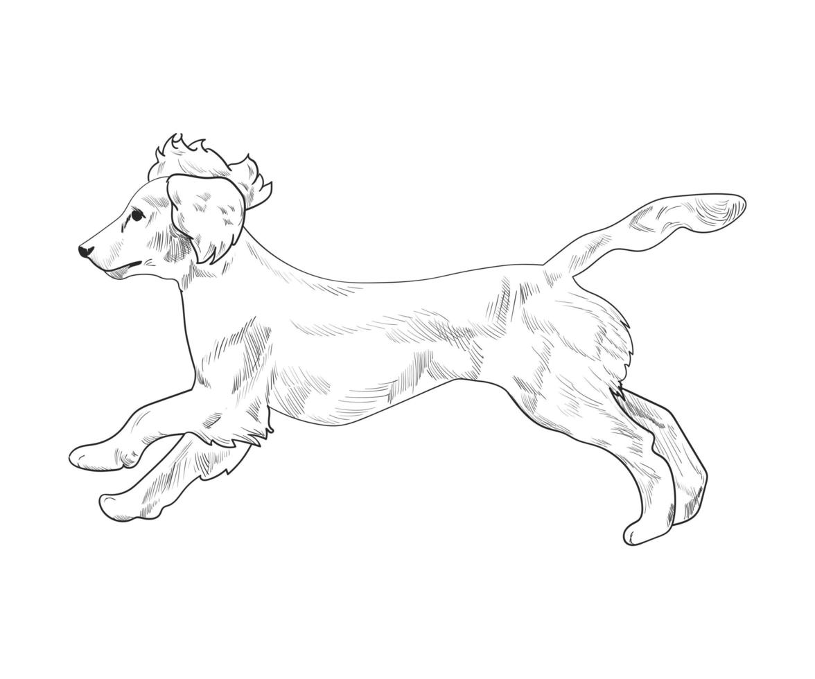 cocker spaniel corriendo croquis dibujado a mano aislado sobre fondo blanco. vector