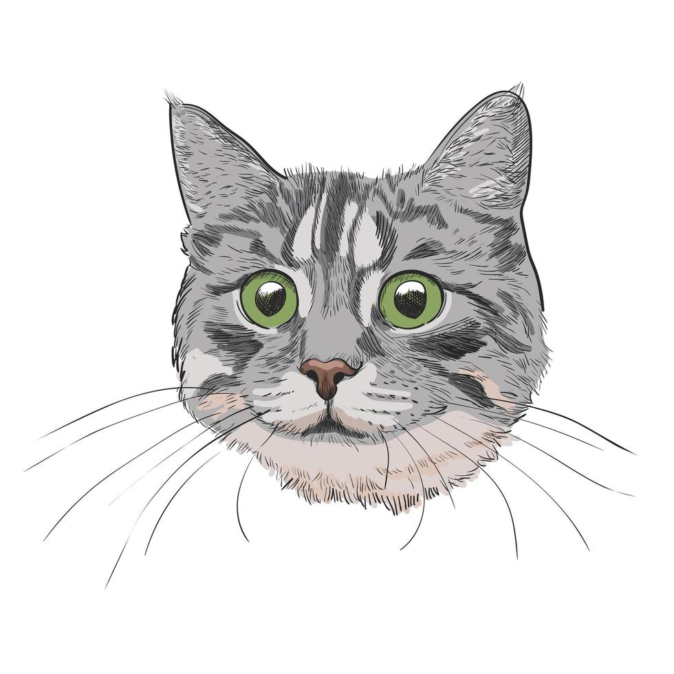 Linda cabeza de gatito dibujada a mano ilustración. vector