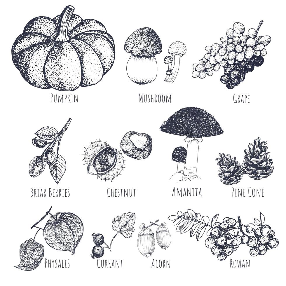 Autumn fruits hand drawn sketches. vector