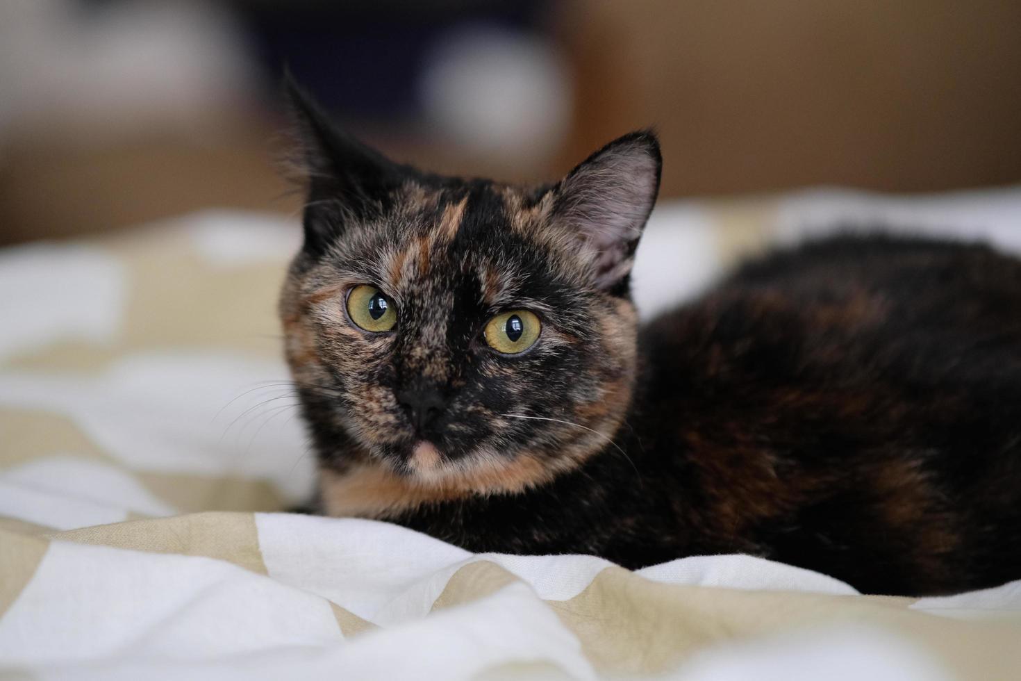 A beautiful black spotted cat is sleeping in bed. Warmth, home, coziness. Selective focus photo