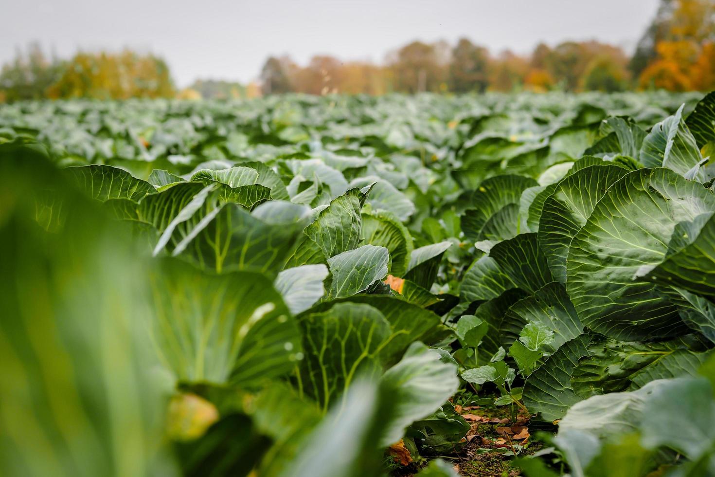 Landscape view of a freshly growing beautiful cabbage field, selective focus photo
