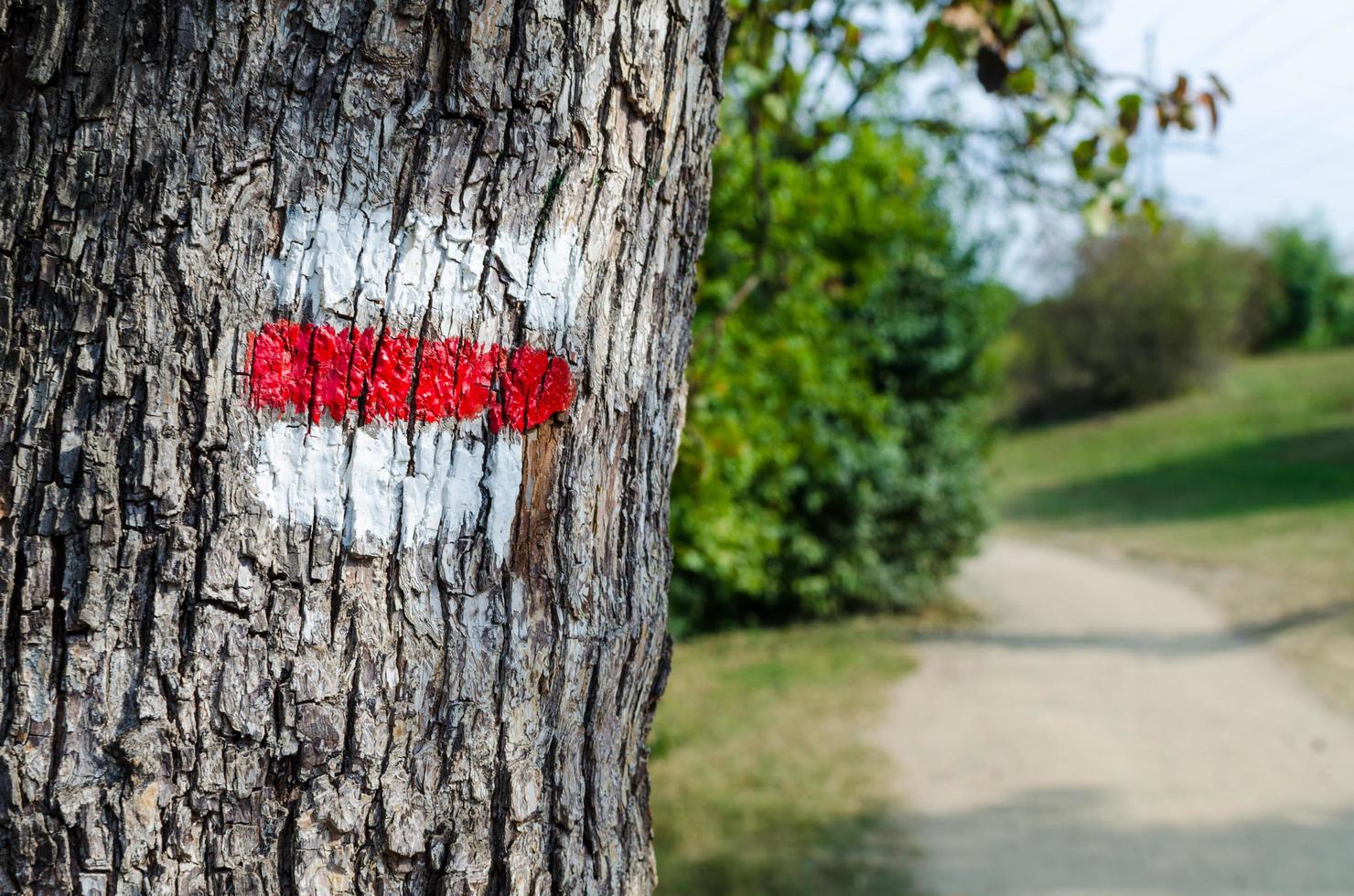 Red tourist sign on a tree. Detail of touristic marking on hiking trails. Marks painted on the tree trunk photo