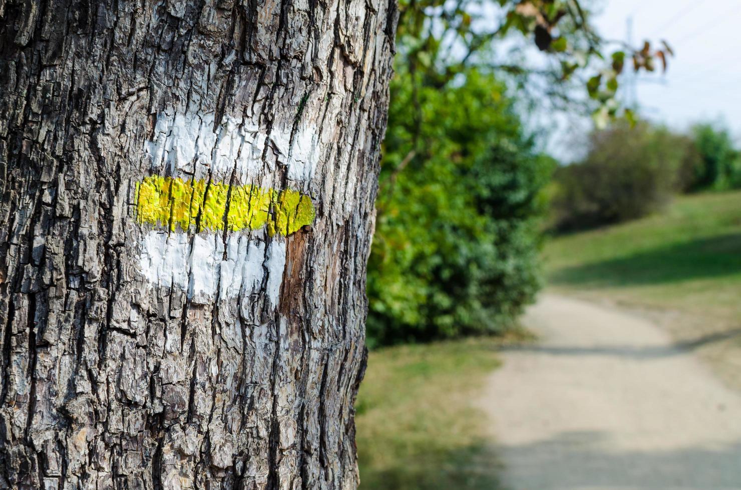 Yellow tourist sign on a tree. Detail of touristic marking on hiking trails. Marks painted on the tree trunk typical for the Czech Republic photo