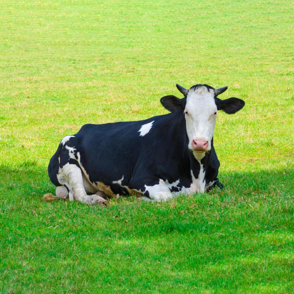 Cow lying down on green grass. Black and white cow. Cattle  in a green field.  Cow on a summer pasture photo