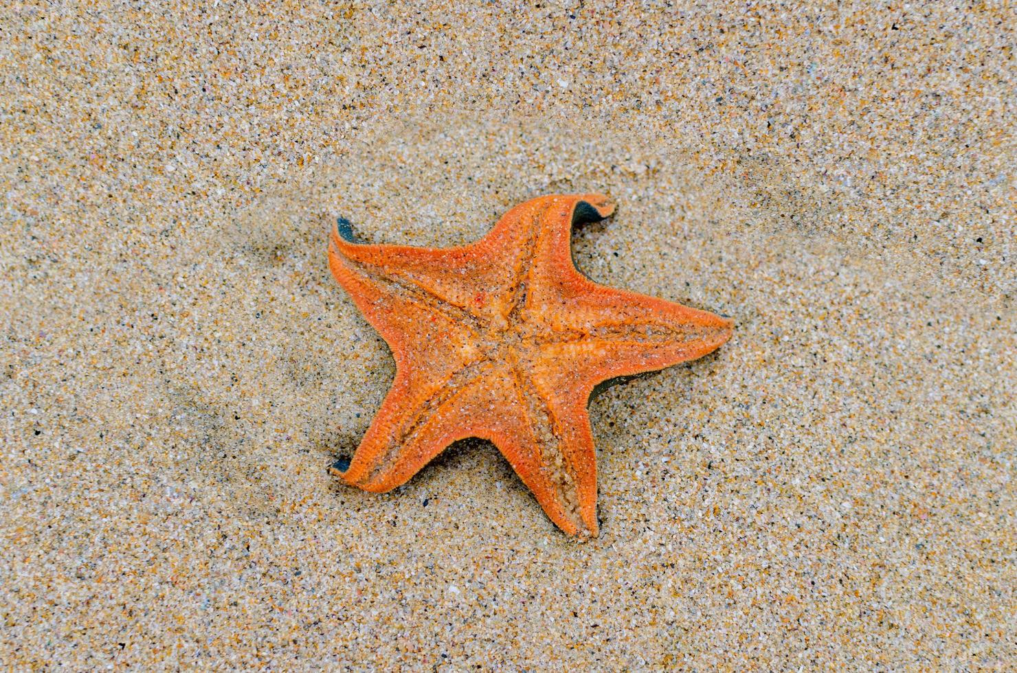 Orange starfish on beach sand photo