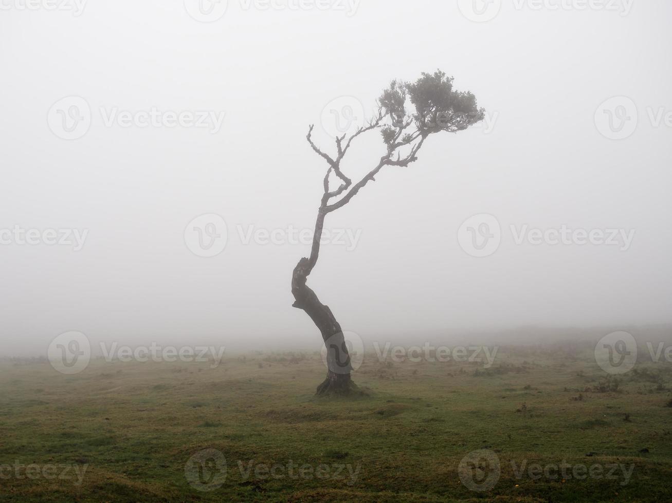 Magical foggy forest and trees with unusual shapes caused by harsh wind and environment. Travel to distinct places. Strong winds and clouds and fog. Fairy tale place. photo