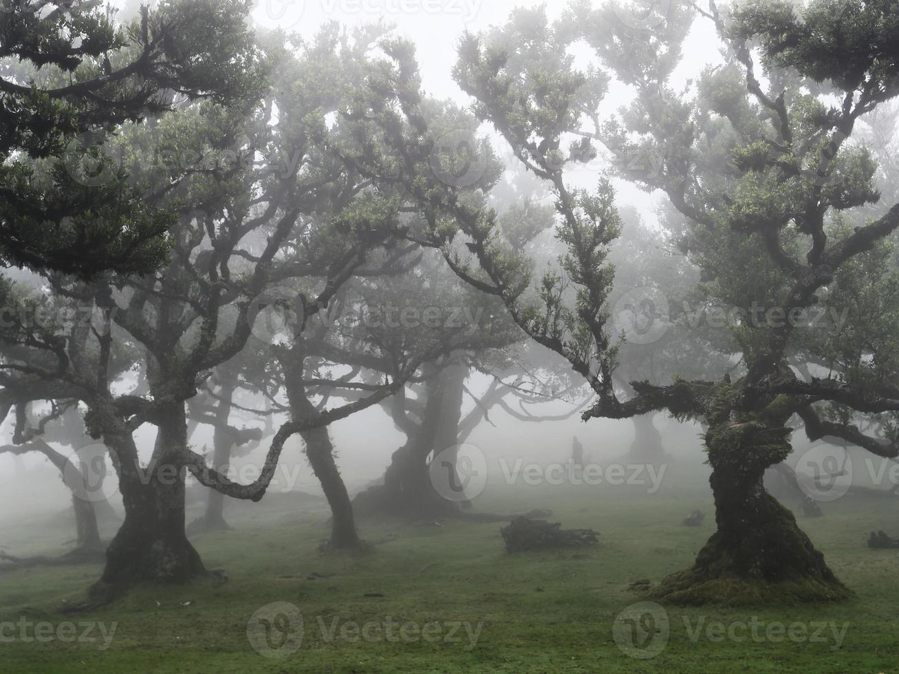 Magical foggy forest and trees with unusual shapes caused by harsh wind and environment. Travel to distinct places. Strong winds and clouds and fog. Fairy tale place. photo