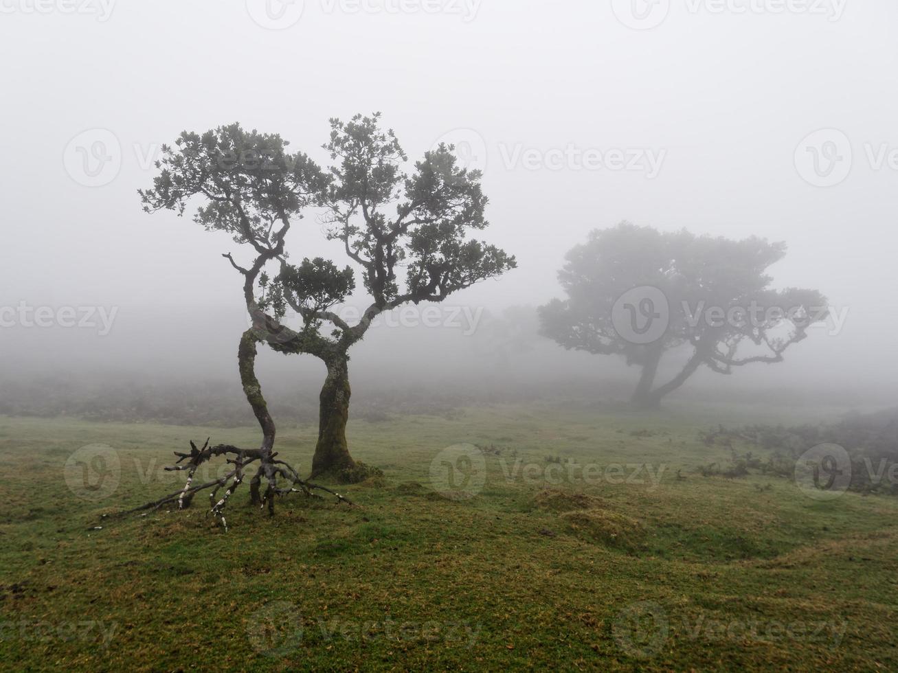 Magical foggy forest and trees with unusual shapes caused by harsh wind and environment. Travel to distinct places. Strong winds and clouds and fog. Fairy tale place. photo