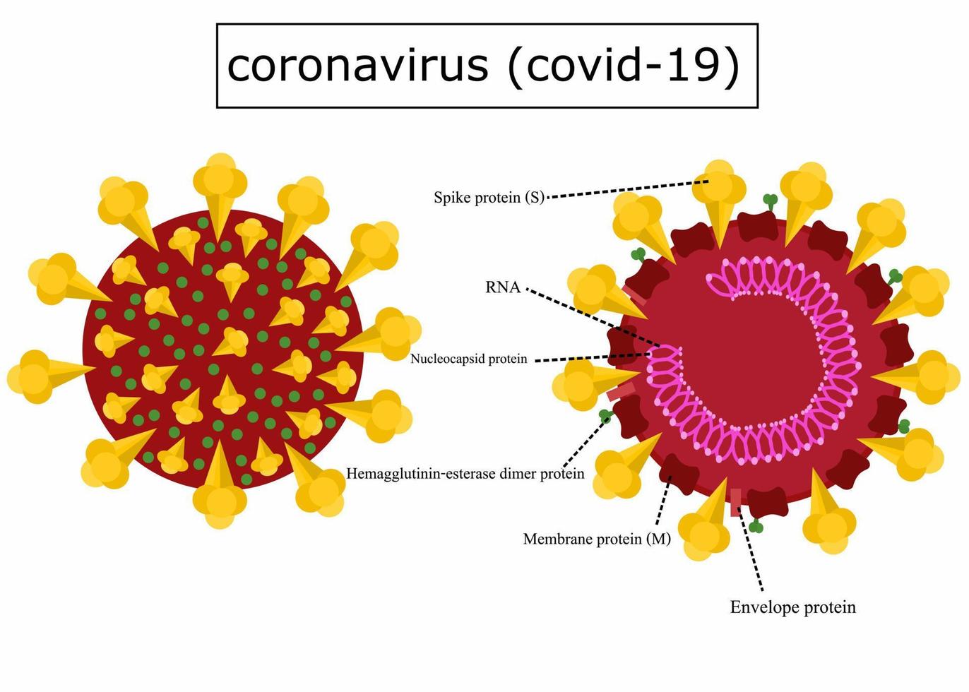 estructura del coronavirus.anatomía de un virus. vector