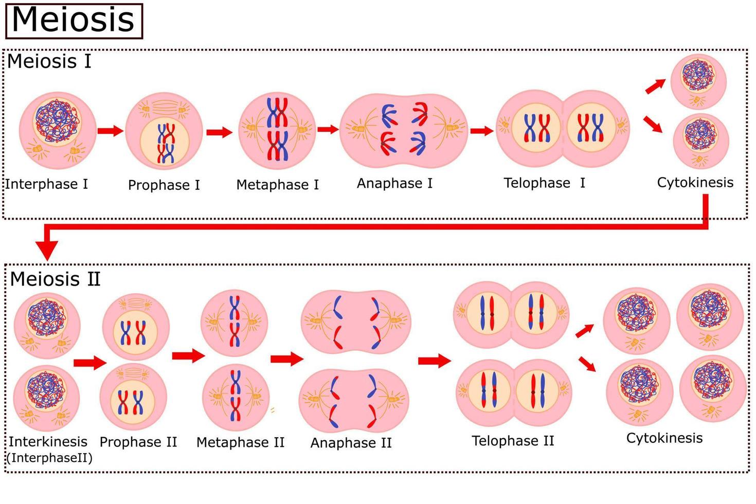 Diagram of Meiosis.Cell division is the process cells go through to divide.Vector illustration. vector