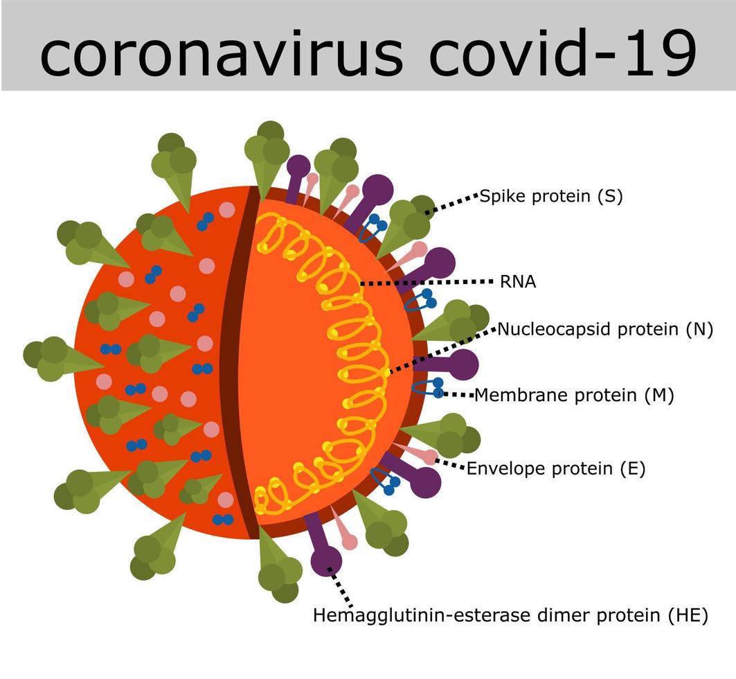 estructura del coronavirus.anatomía de un virus.ilustración vectorial.infografía para el diseño. vector