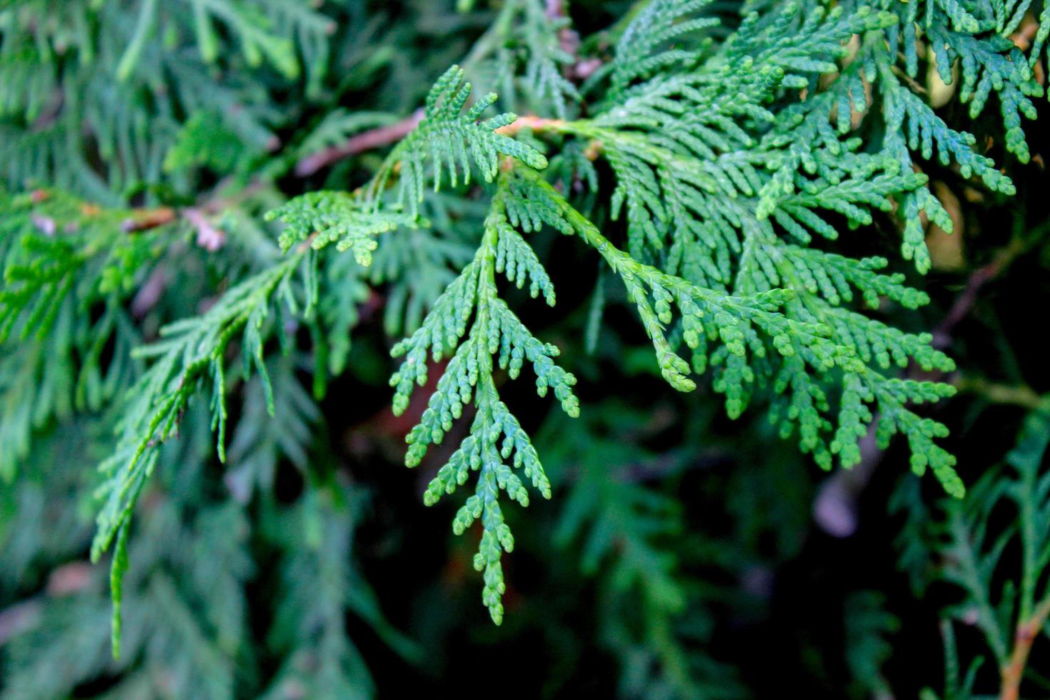 thuja branches. macro. texture. background photo