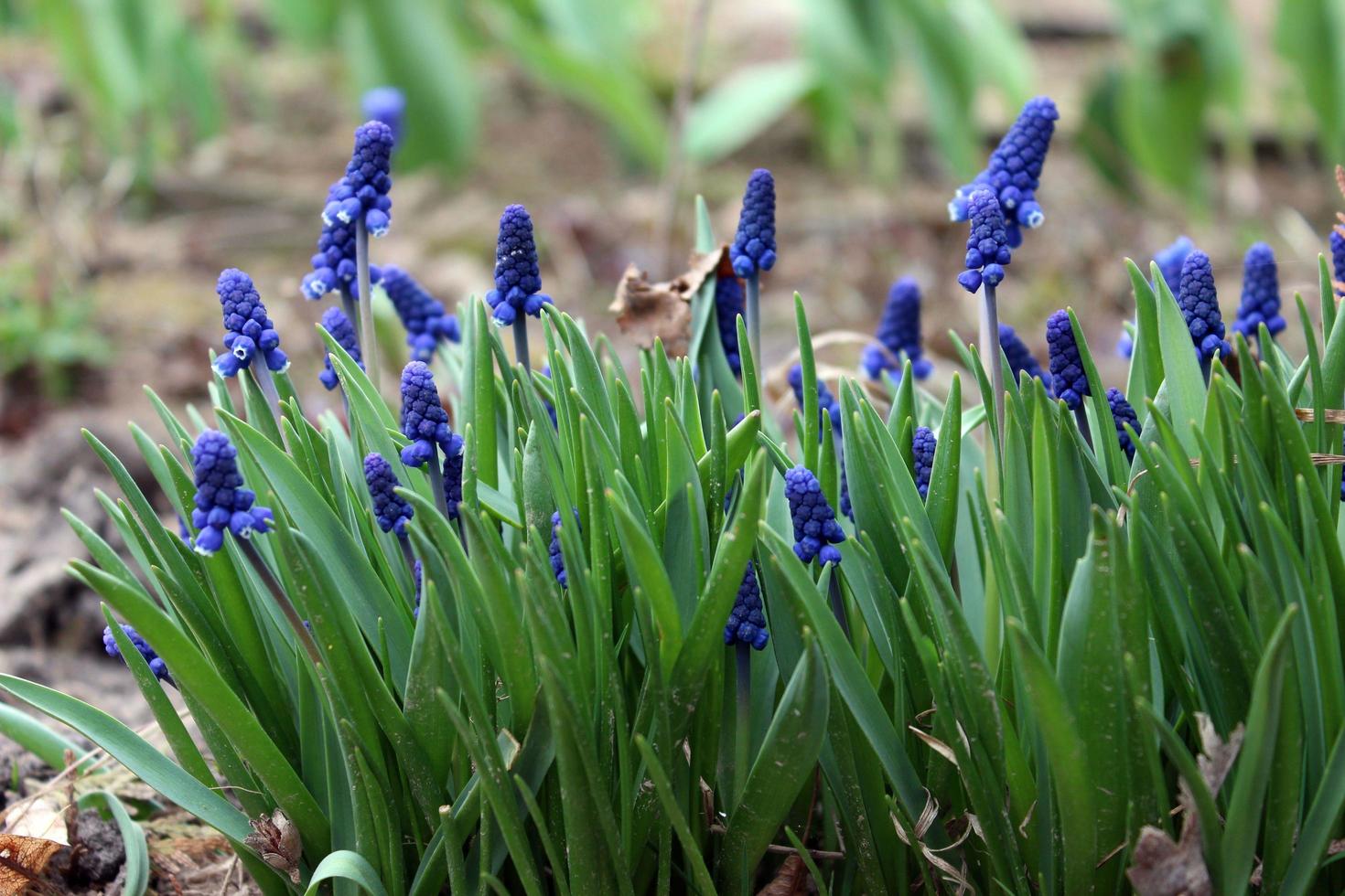 blue flowers in the garden photo