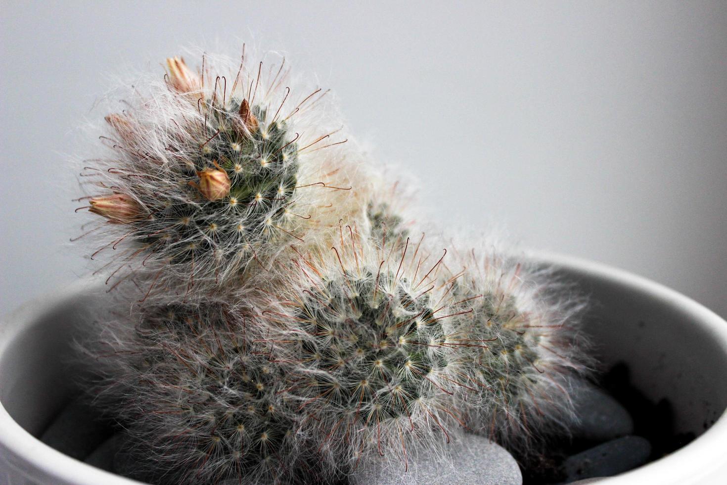 blooming cactus in a pot photo