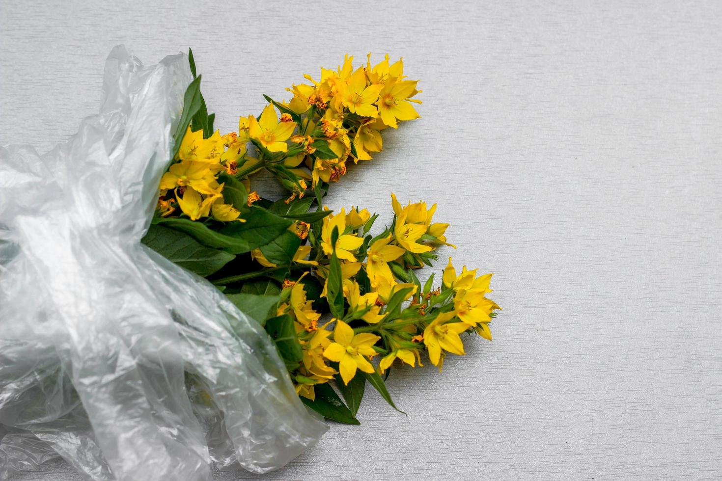 ramo de flores amarillas en una bolsa de celofán sobre fondo gris. el concepto de conservación del medio ambiente, cuidado de la naturaleza foto