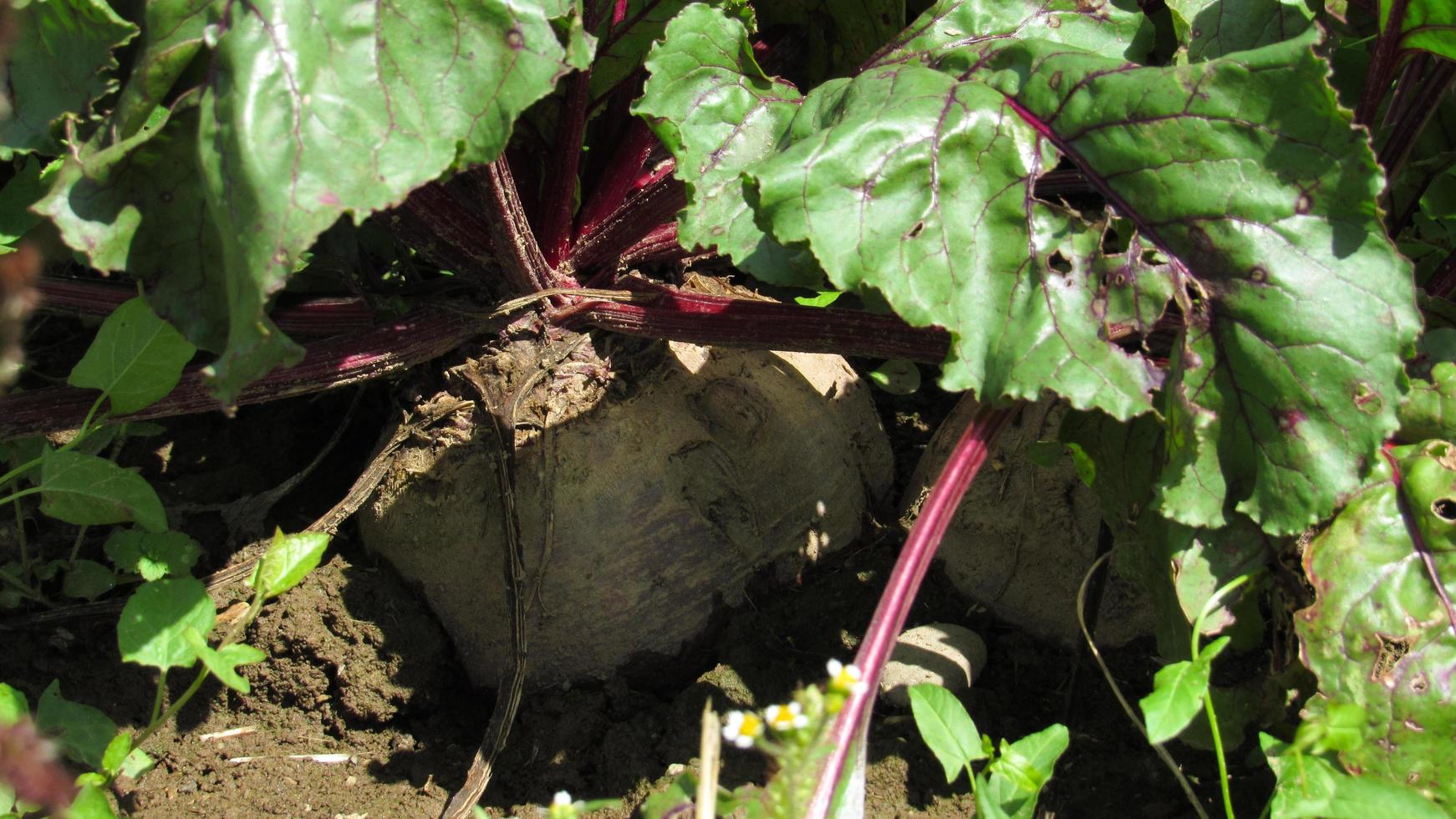 growing beets. beets in the ground. farming. photo