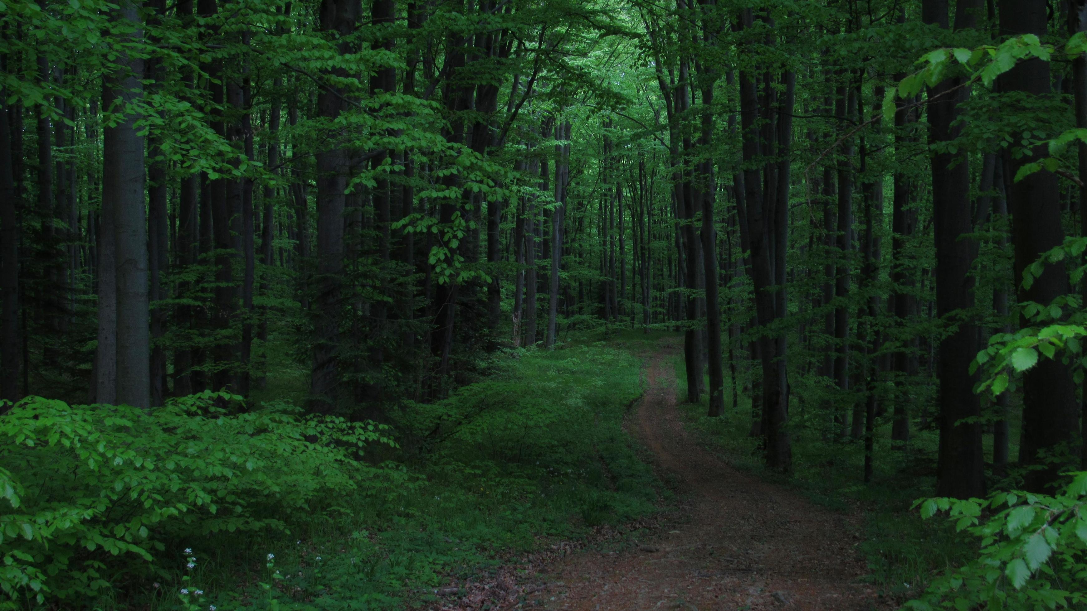 dark path in the forest. green landscape. forest background