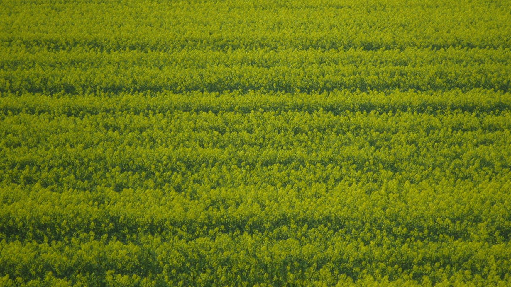 rapeseed flowering. field of yellow rape. rapeseed cultivation. field of yellow flowers. background with yellow flowers. yellow background photo