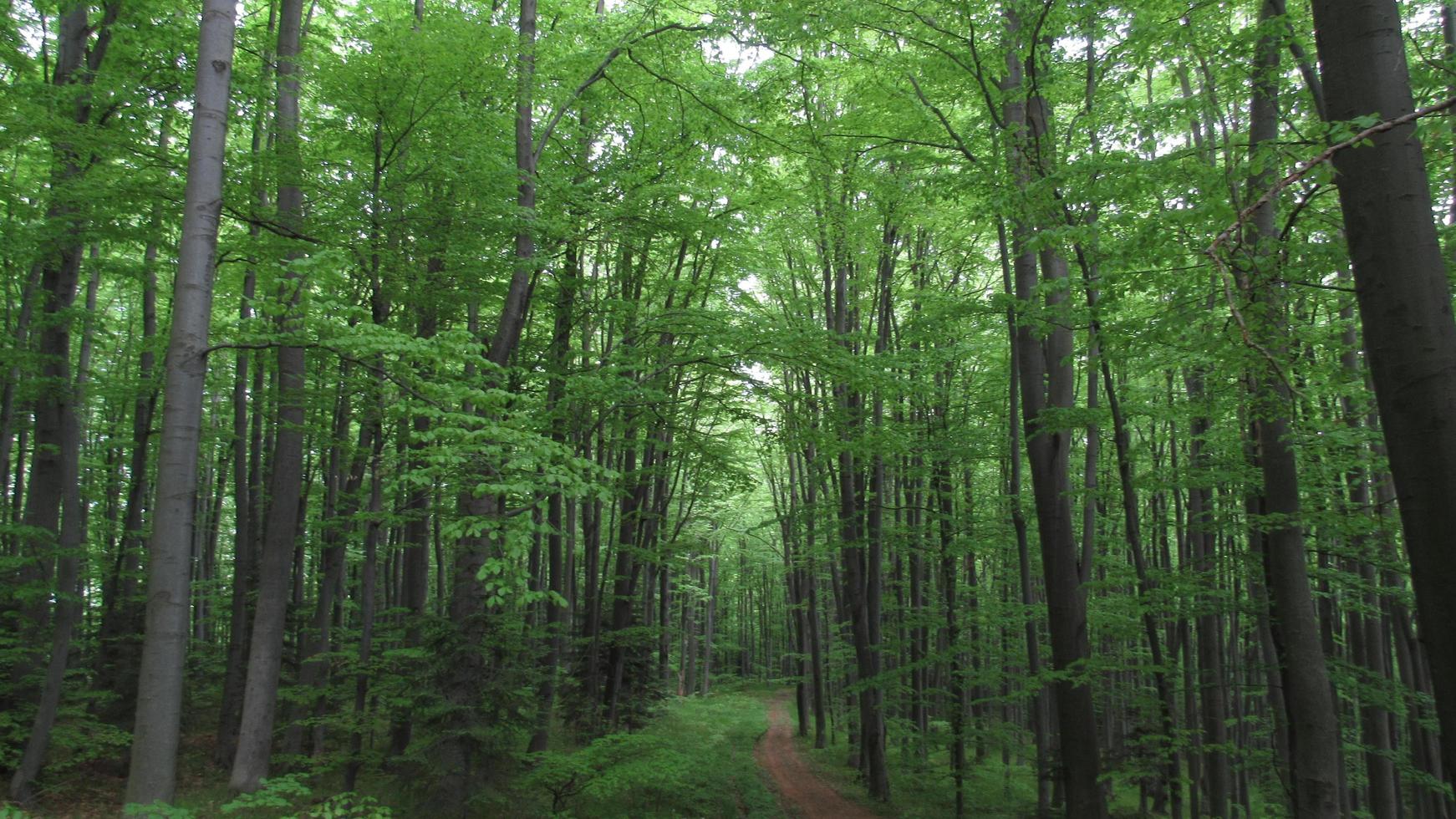 dark path in the forest. green landscape. forest background. photo