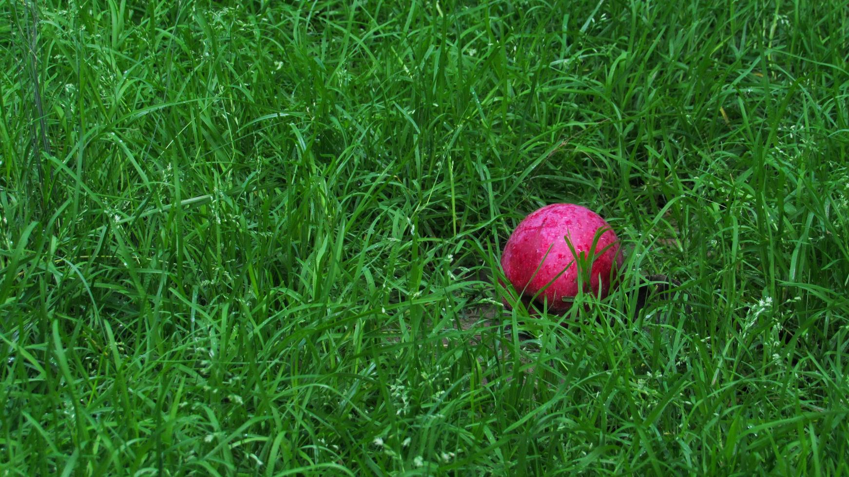 Red apple on a grass. Background with red apple. Apple and place for text photo