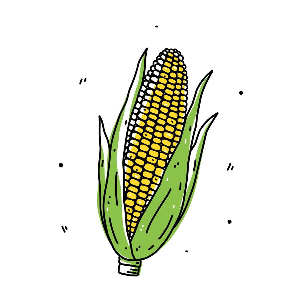 Corn cob isolated on white background. Organic healthy food. Vector hand-drawn illustration in doodle style. Perfect for cards, logo, decorations, recipes, various designs.