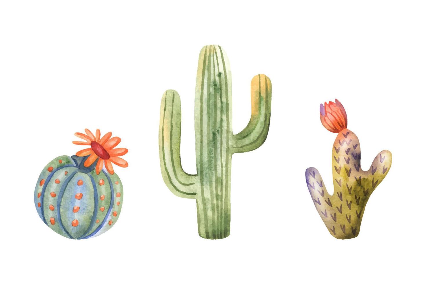 colección de cactus de acuarela. cactus dibujados a mano y suculentas aislados en blanco vector