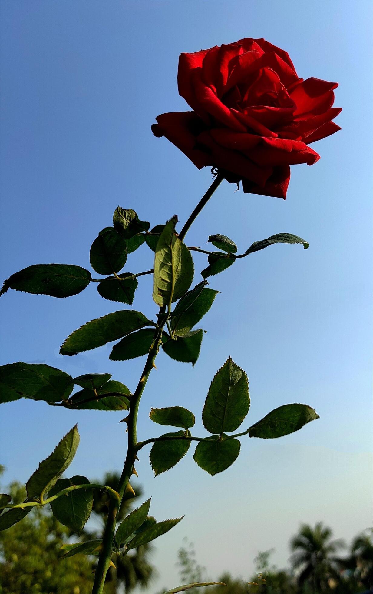 Red rose flower in the rose garden. side view. Soft focus. High quality photo 6068530 Stock