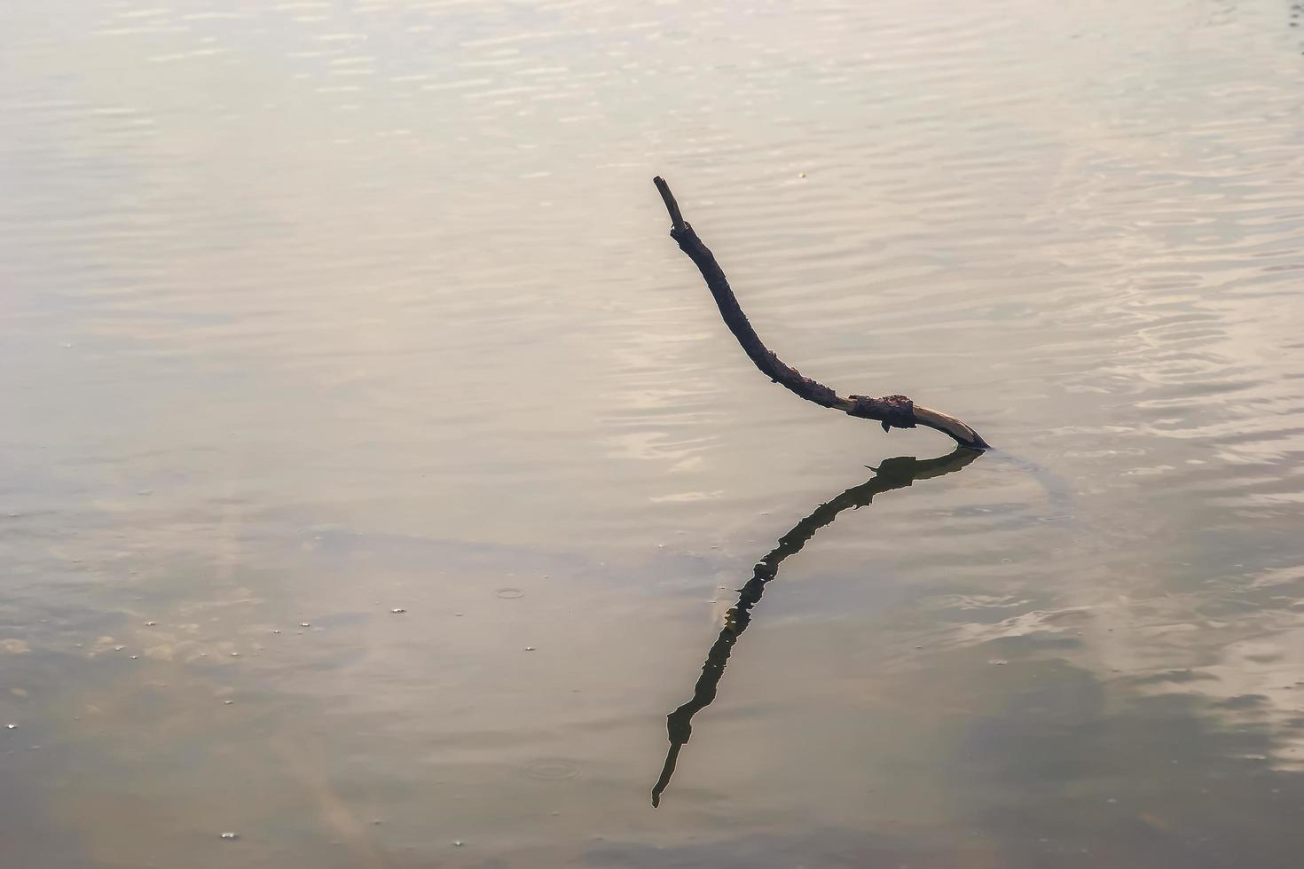 Tree branches over a quiet pond photo