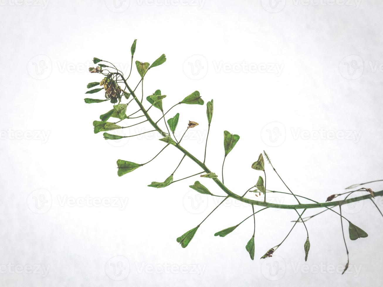 Shepherd's Purse green plant on white snow background in winter photo