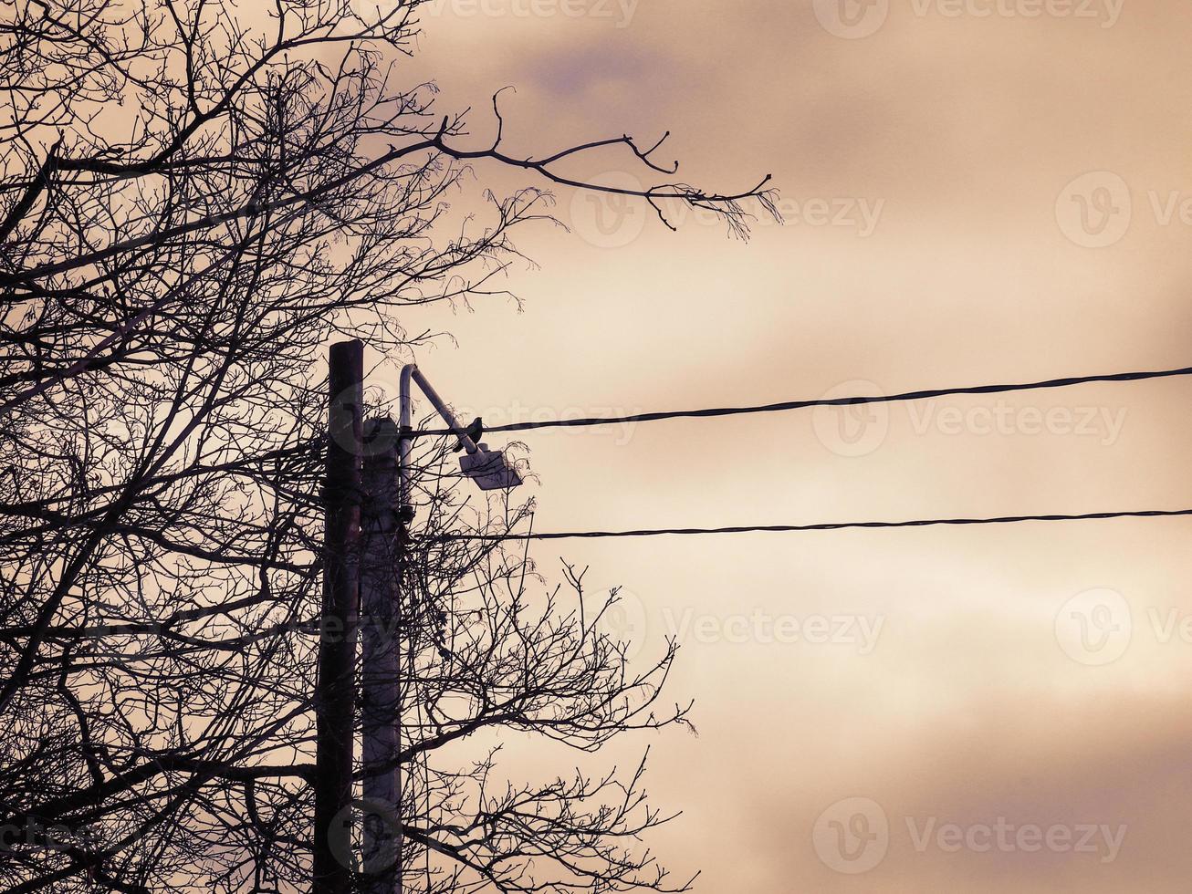 cables y farolas con pájaros sentados y ramas de árboles sin hojas sobre fondo de cielo oscuro sepia foto