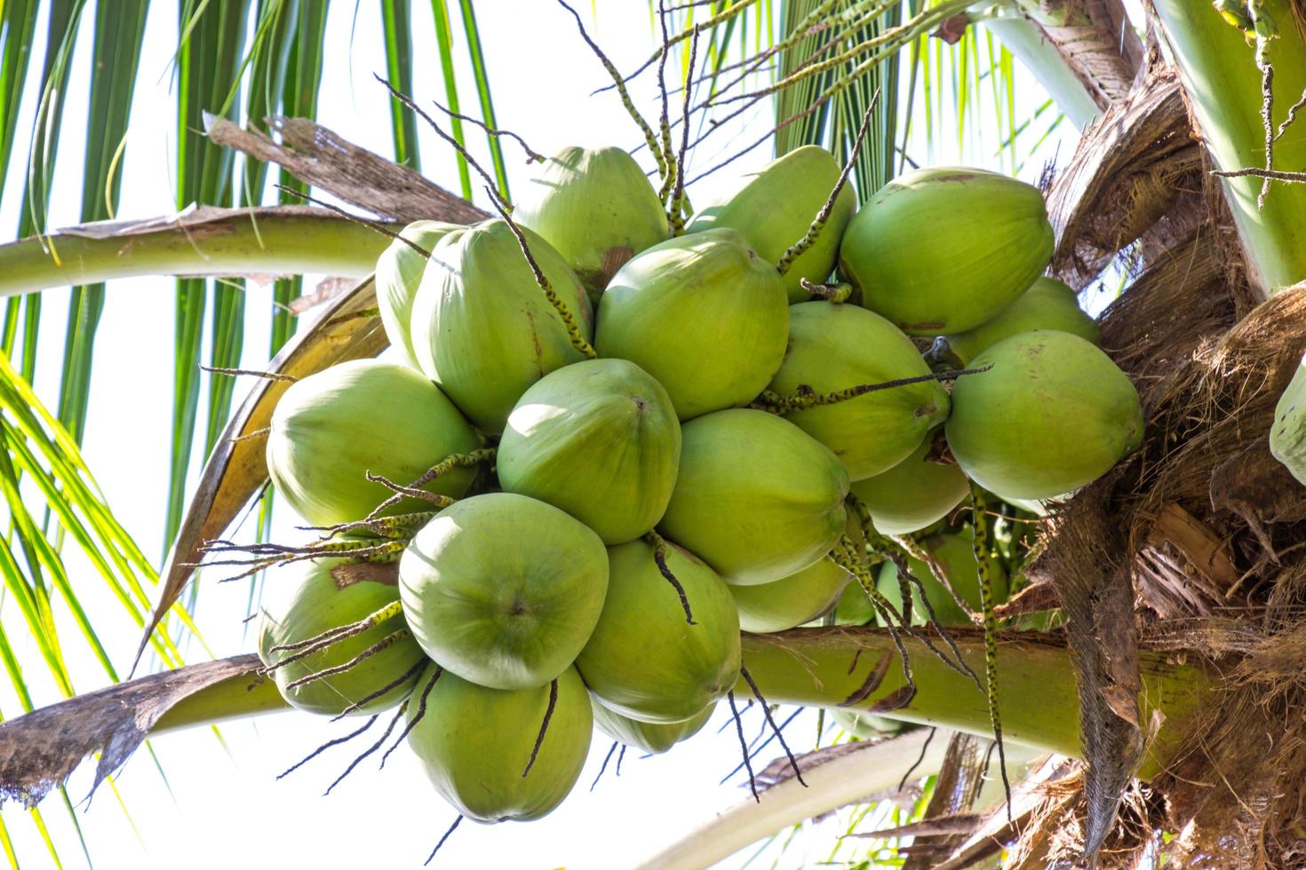 coco verde fresco en el árbol de mi jardín foto