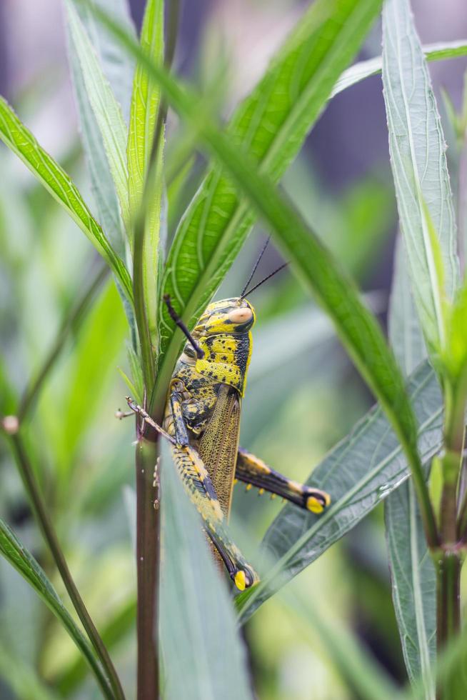 langosta de saltamontes en hoja verde el cuerpo es amarillo y negro. foto