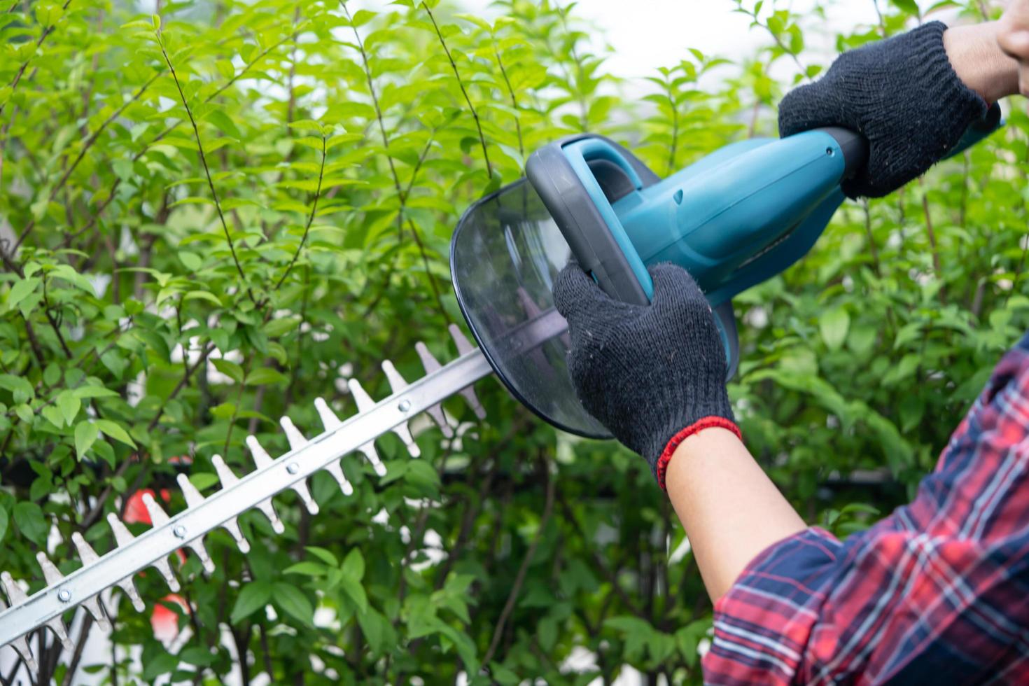 Gardener holding electric hedge trimmer to cut the treetop in garden. photo