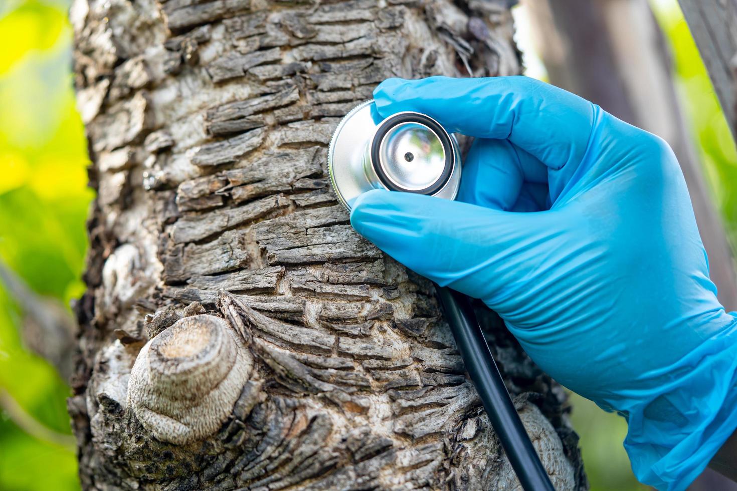 Checking health listening tree nature with stethoscope, biology, ecology, environment, global warming, save earth photo