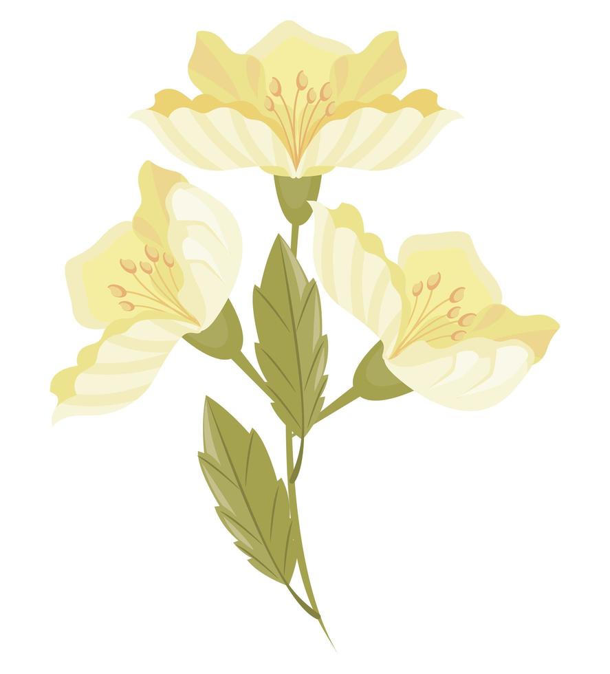 yellow tea flower vector