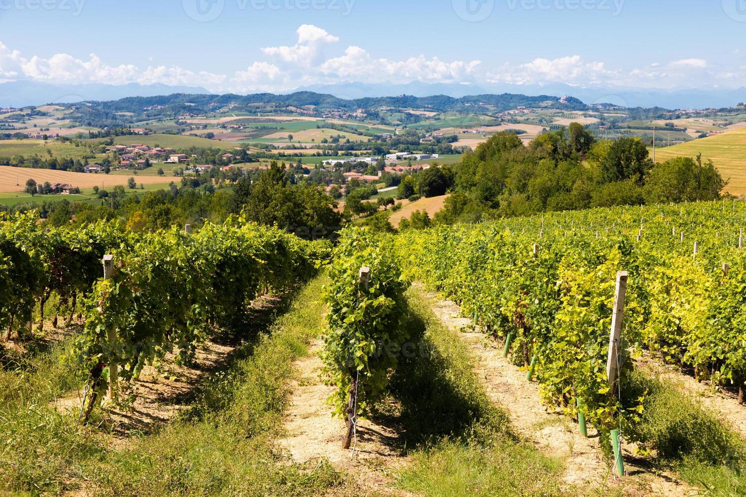 viña barbera en la región de piamonte, italia. paisaje de campo en el área de langhe foto