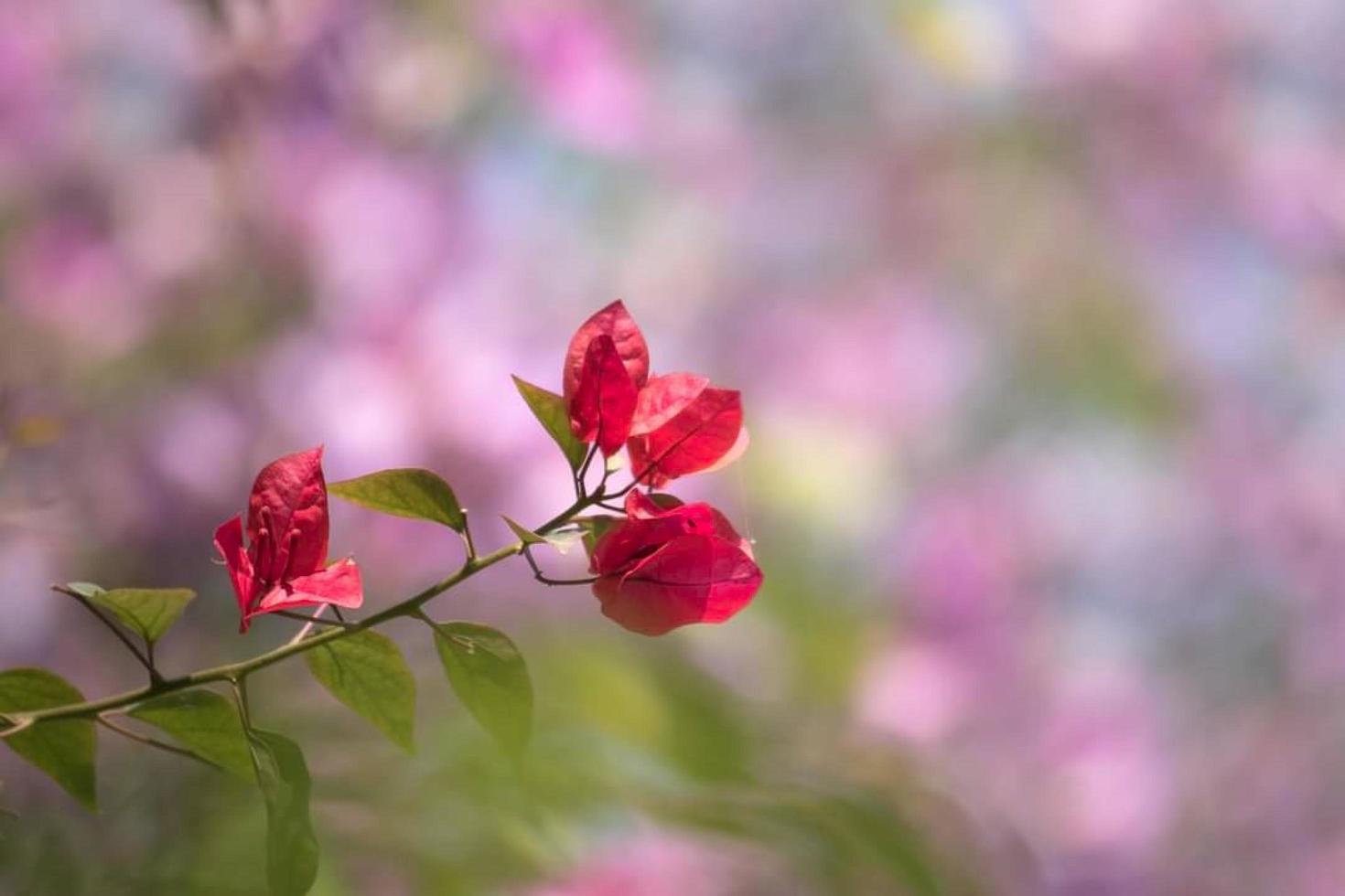 A flowering branch. photo